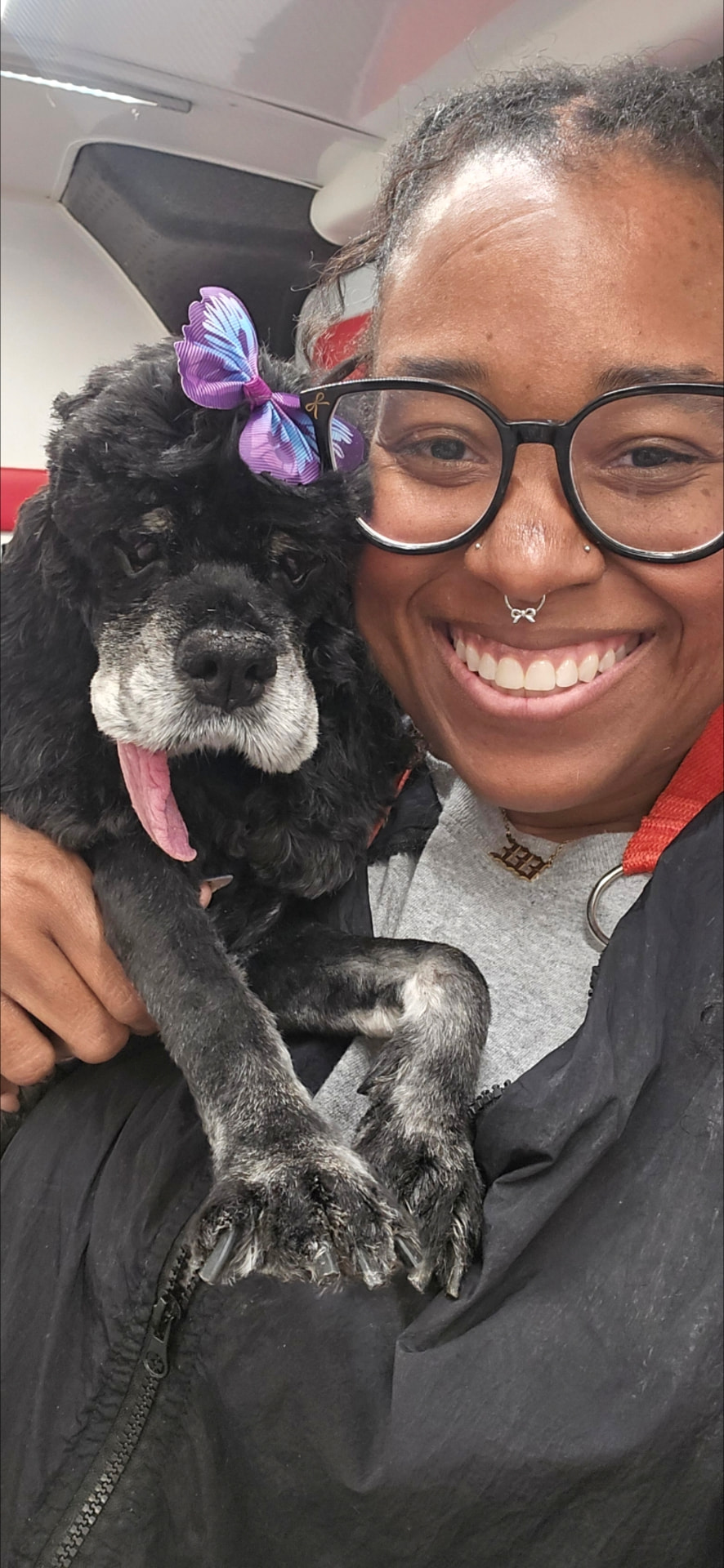 Brittany with a senior black poodle in a soft, short trim finished with a purple bow