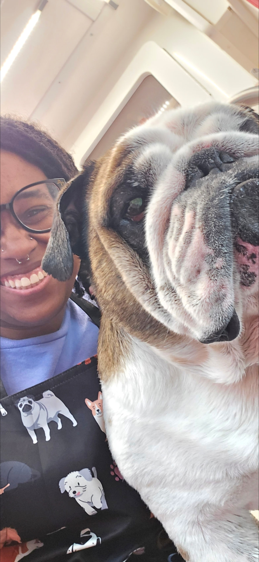 Brittany kneeling beside a freshly bathed English bulldog with a clean, smooth white and brindle coat